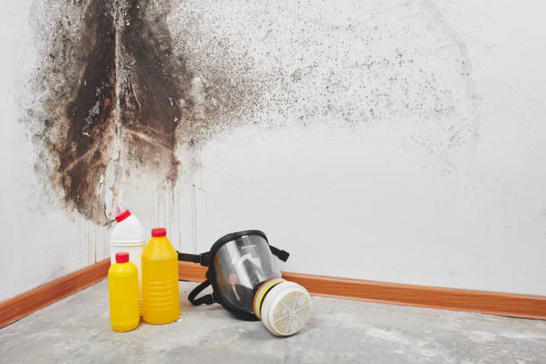 Best Home Mold Removal  in Roanoke Rapids, NC