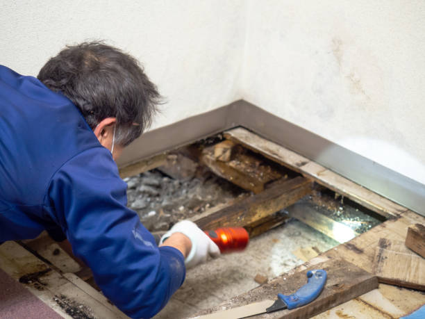 Best Mold Testing and Removal  in Roanoke Rapids, NC