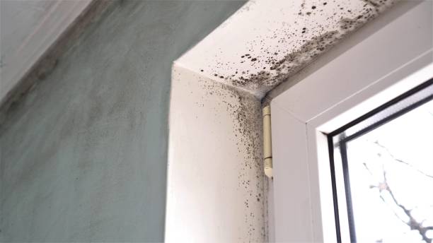 Best Mold Damage Repair  in Roanoke Rapids, NC