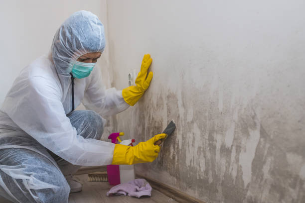 Best Crawl Space Mold Removal  in Roanoke Rapids, NC