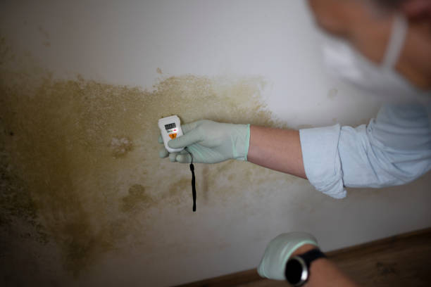 Mold Testing and Removal in Roanoke Rapids, NC