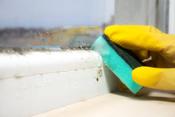 Best Residential Mold Removal  in Roanoke Rapids, NC