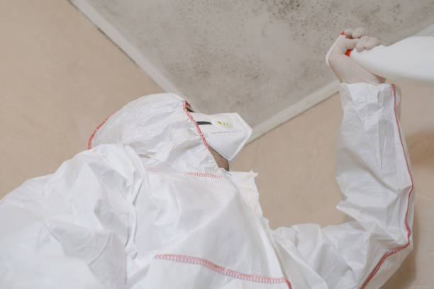 Best Mold Remediation Experts  in Roanoke Rapids, NC
