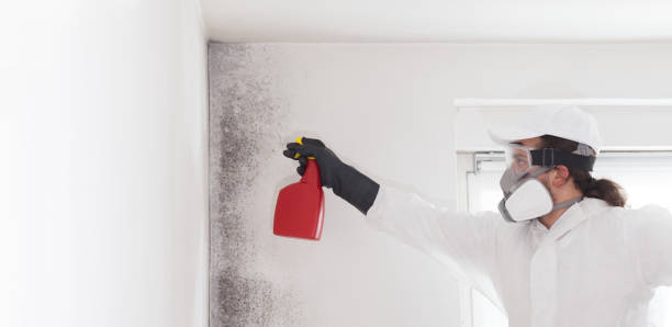 Best Commercial Mold Removal  in Roanoke Rapids, NC