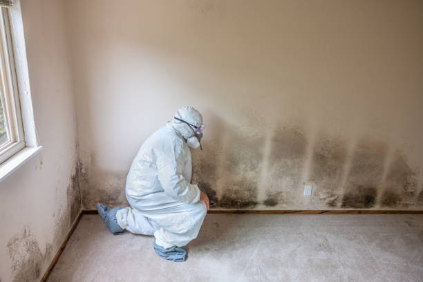 Roanoke Rapids, NC Mold Removal Company