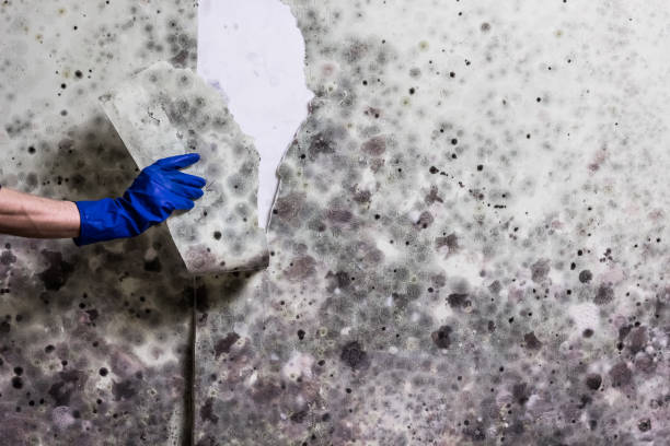 Best Black Mold Removal  in Roanoke Rapids, NC